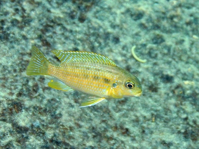 Tropheops sp. 'red cheek' Mitande Reef (Rocks)